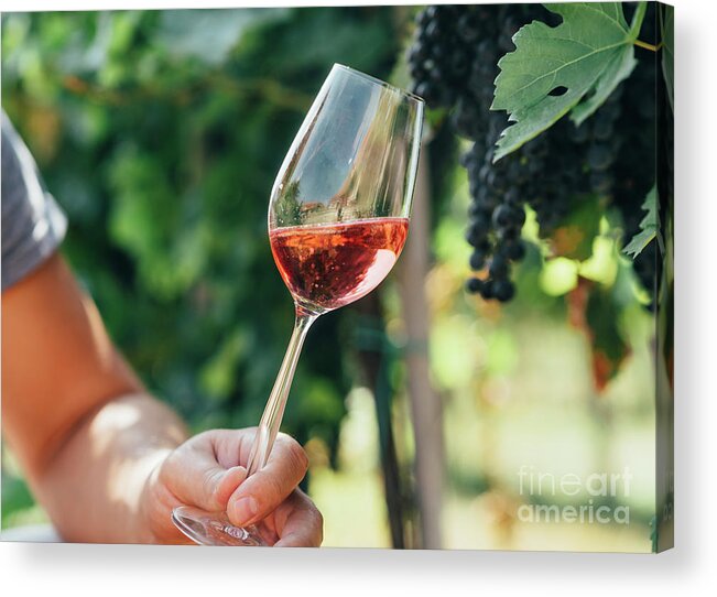 Wine Acrylic Print featuring the photograph Man holding glass of red wine in vineyard field. Wine tasting in #1 by Jelena Jovanovic