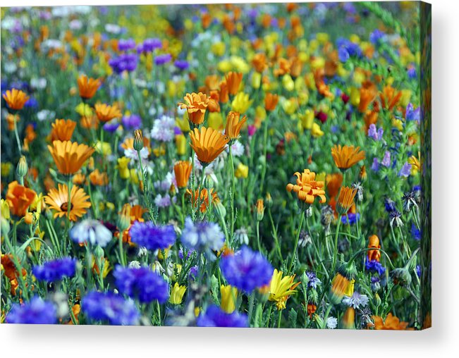 Orange Color Acrylic Print featuring the photograph Mixed colourful wildflowers #1 by Lyn Holly Coorg