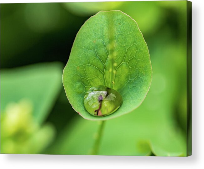 Plants Acrylic Print featuring the photograph Nature Photography - Plants #1 by Amelia Pearn