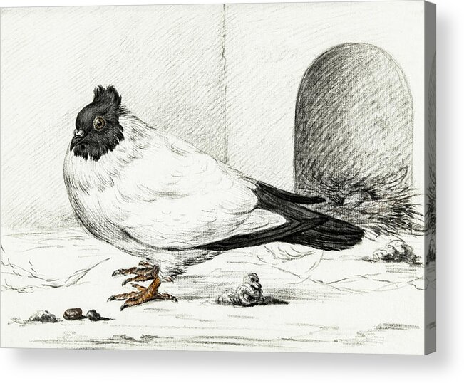 Animal Acrylic Print featuring the painting Pigeon and a nest with an egg #1 by MotionAge Designs