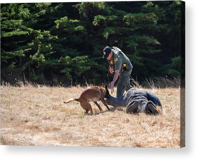 Working Acrylic Print featuring the photograph Police dog training with Belgian Malinois with protective clothing #1 by Bill Oxford