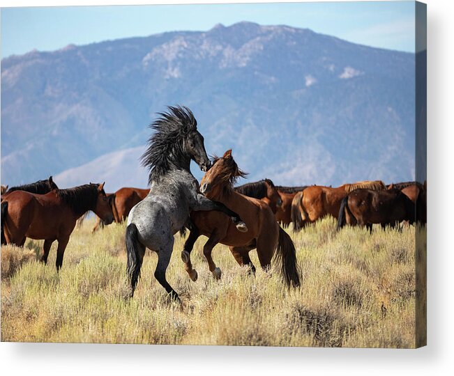  Acrylic Print featuring the photograph _t__7224 by John T Humphrey