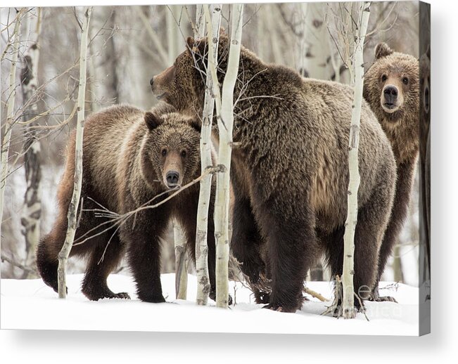 Grizzly Acrylic Print featuring the photograph The Family #1 by Deby Dixon