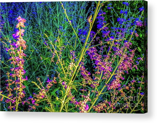 Wildflowers Acrylic Print featuring the photograph Wildflowers In Bloom #2 by D Davila