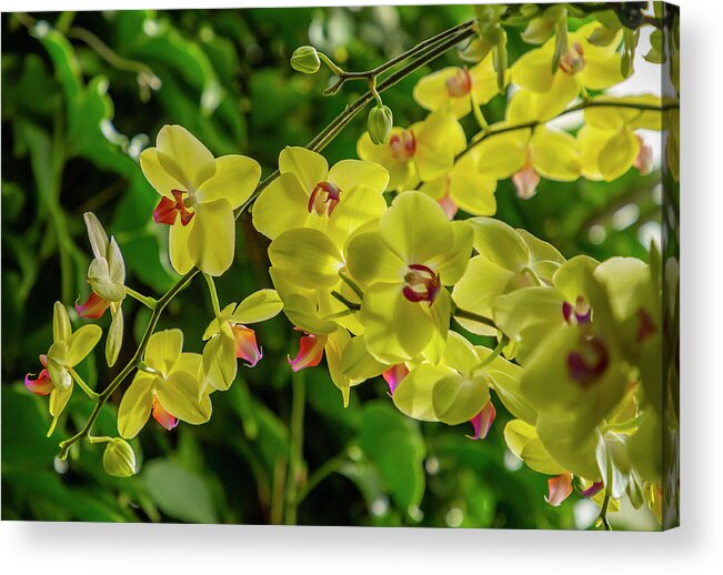 Orchids Acrylic Print featuring the photograph Yellow Orchids #1 by Cate Franklyn