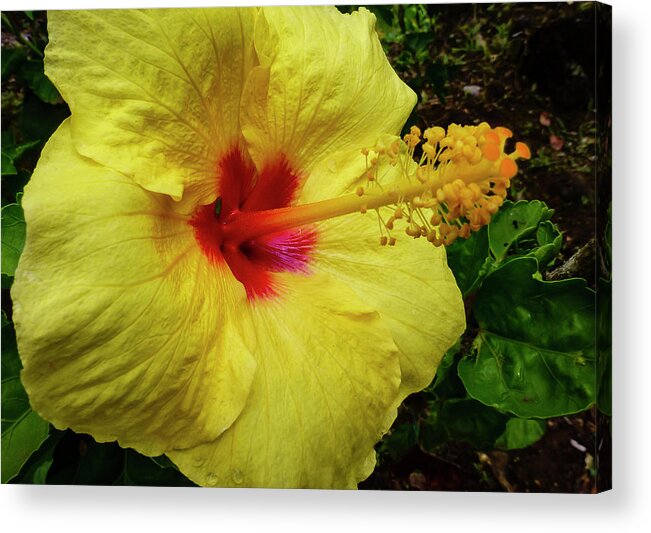 Hawaii Pictures Acrylic Print featuring the photograph Hawaii Flower Photography 20150713-684 by Rowan Lyford