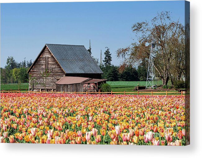 Tulips Acrylic Print featuring the photograph Barn Tulips by Louise Magno
