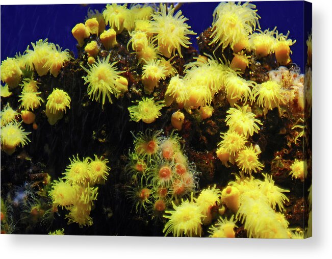 Colorful Acrylic Print featuring the photograph Under water coral life #2 by Severija Kirilovaite