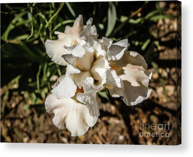 Iris Acrylic Print featuring the photograph White Iris #2 by Robert Bales