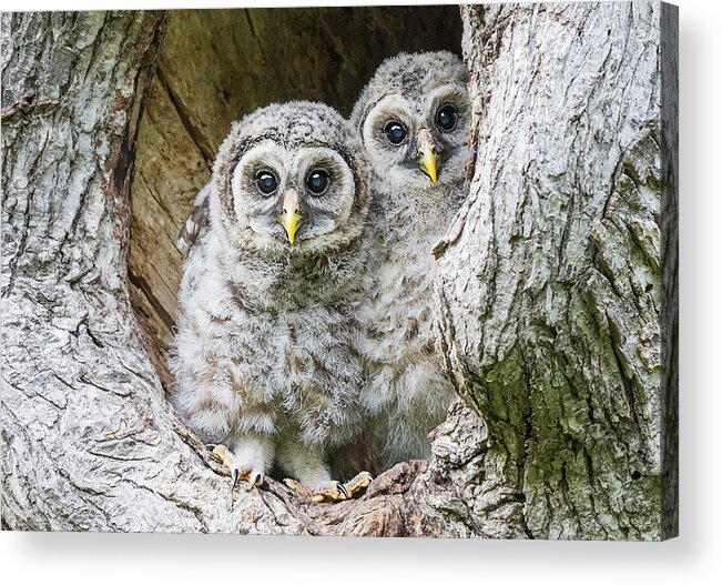 Baby Barred Owls Acrylic Print featuring the photograph Eyes Tell the Story by Puttaswamy Ravishankar