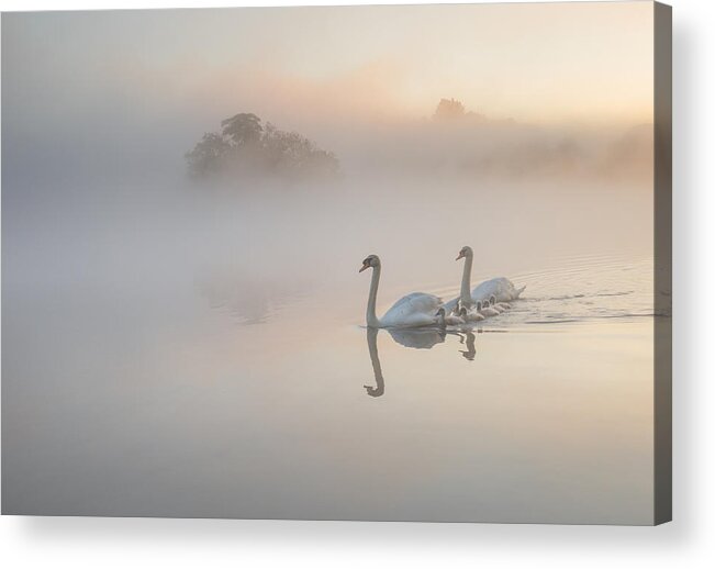 Scenics Acrylic Print featuring the photograph A family of Swans on a misty lake. by Alex Saberi