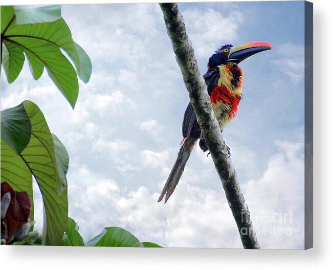 Animal Acrylic Print featuring the photograph A Fire-billed Acari site on a branch in the Costa Rican Jungle by Gunther Allen