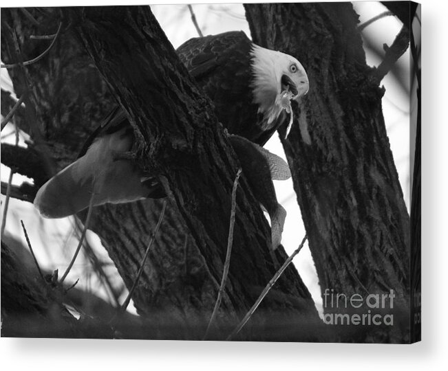Conowingo Acrylic Print featuring the photograph A Mouthful Of Fish At Conowingo Dam Black And White by Adam Jewell
