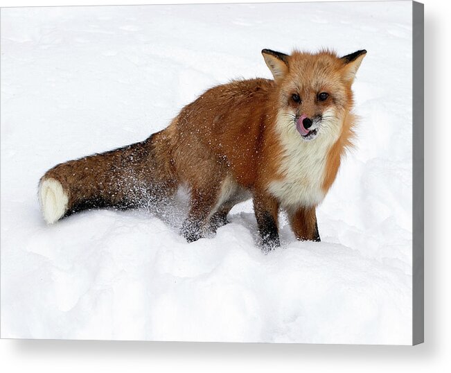 Fox Acrylic Print featuring the photograph A Nose Lick by Art Cole