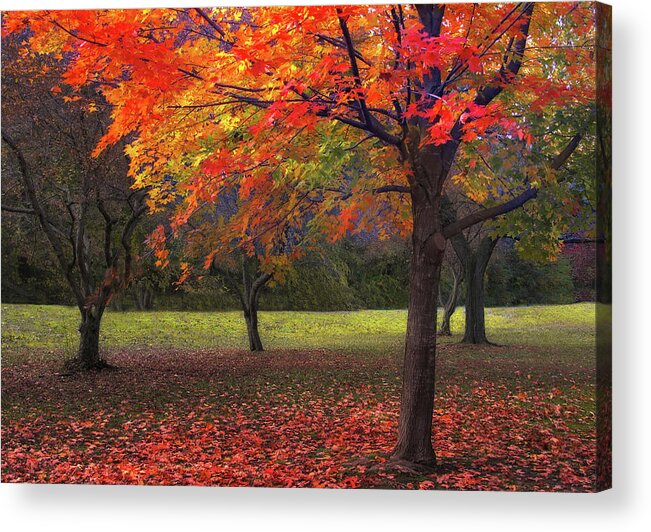 Autumn Acrylic Print featuring the photograph Ablaze in Autumn by Jessica Jenney