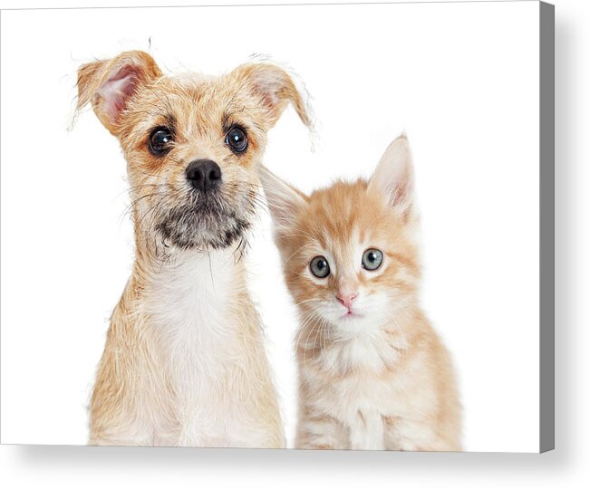 Dog Acrylic Print featuring the photograph Adorable orange kitten and puppy closeup by Good Focused