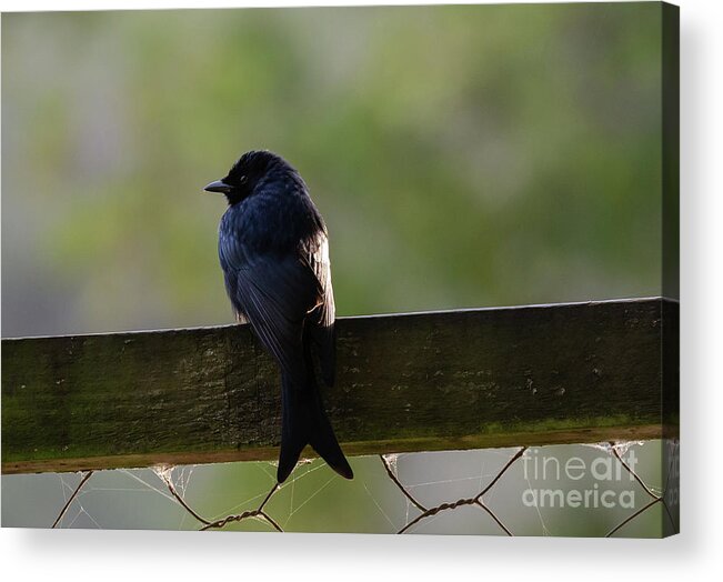 Fork-tailed Drongo Acrylic Print featuring the photograph African Drongo by Eva Lechner