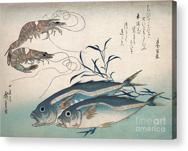1830s Acrylic Print featuring the drawing Aji Fish and Kuruma-ebi by Utagawa Hiroshige
