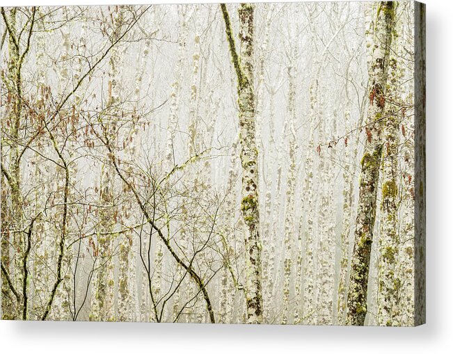 Alders Acrylic Print featuring the photograph Alders in the Fog by Robert Potts