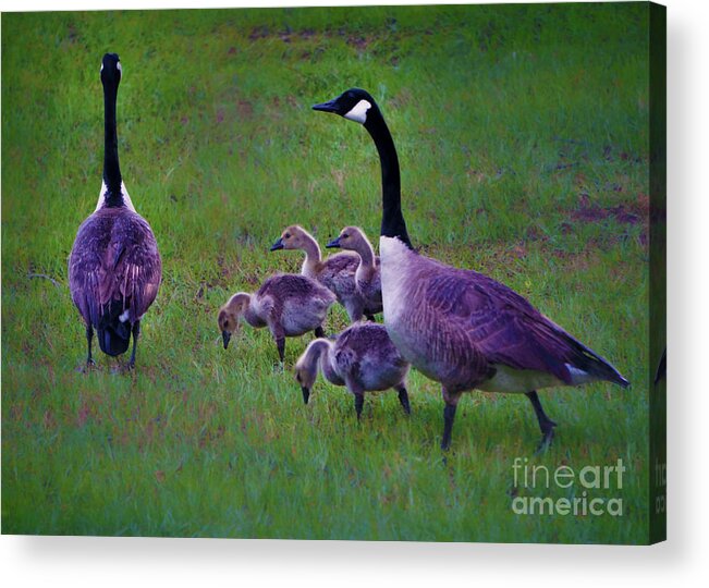 Canada Goose Acrylic Print featuring the photograph All in the Family by Karen Beasley