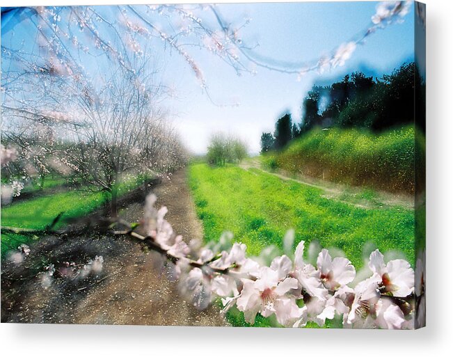 Almonds Acrylic Print featuring the photograph Almonds by Dubi Roman