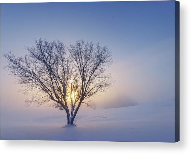 Tree Acrylic Print featuring the photograph Alone in the Snow by Dan Jurak