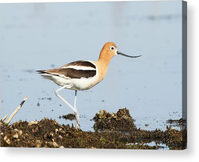 American Avocet Acrylic Print featuring the photograph American Avocet by Ryan Crouse