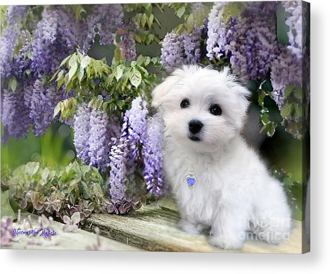 Hermes The Maltese Acrylic Print featuring the mixed media Among the Wisteria by Morag Bates