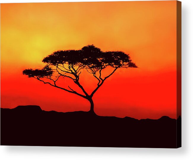 Africa Acrylic Print featuring the photograph An Acacia Tree in the Sunset by Mitchell R Grosky