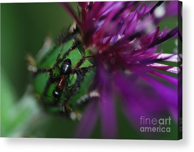 Thistle Acrylic Print featuring the photograph Ant and Thistle by Stephanie Gambini