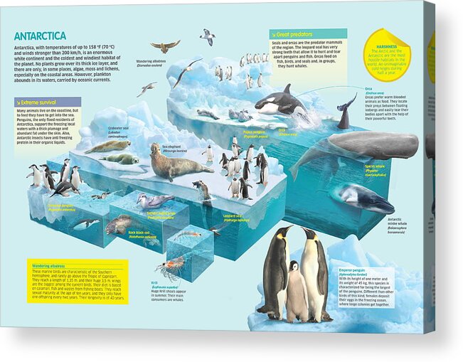 Fauna Acrylic Print featuring the digital art Antarctica by Album