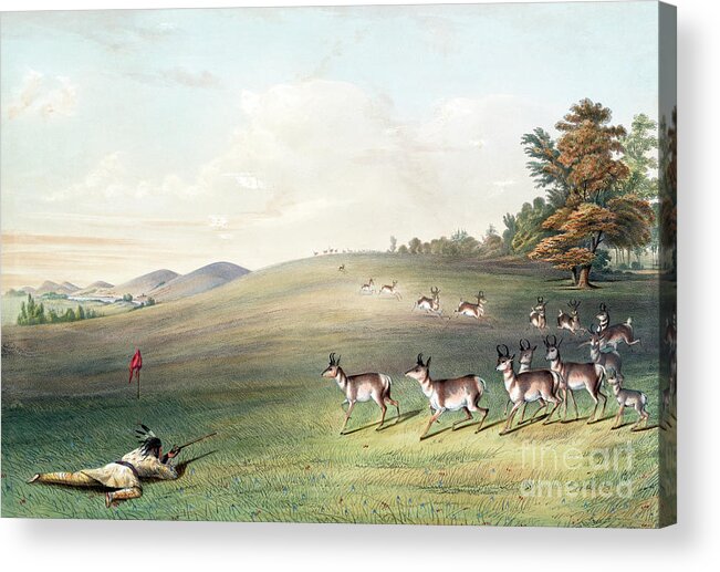 1830s Acrylic Print featuring the photograph Antelope Shooting by George Catlin