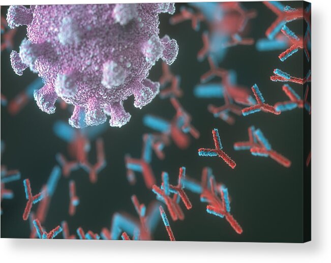 Pathogen Acrylic Print featuring the drawing Antibodies responding to covid-19 coronavirus, illustration by Ktsdesign/science Photo Library