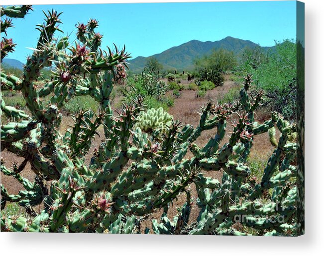 Cactus Acrylic Print featuring the photograph Arizona Cactus Beauty by Debby Pueschel