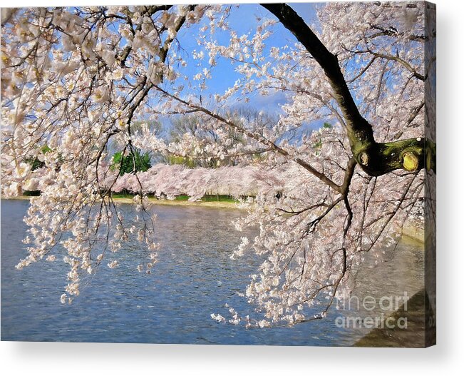 Cherry Blossom Festival Acrylic Print featuring the photograph At Peak Bloom by Lois Bryan