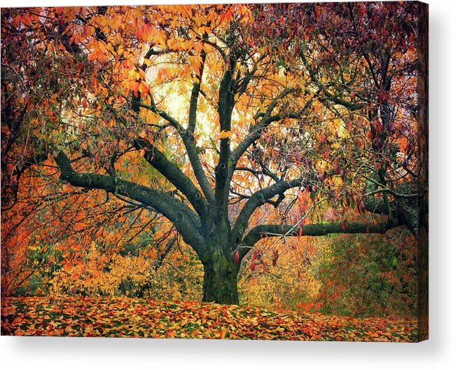 Autumn Acrylic Print featuring the photograph Autumn Glory by Jessica Jenney