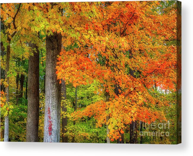 Autumn Acrylic Print featuring the photograph Autumn Leaves by Shelia Hunt