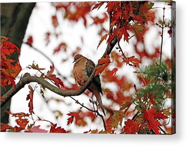 Dove Acrylic Print featuring the photograph Autumn Mourning Dove by Debbie Oppermann