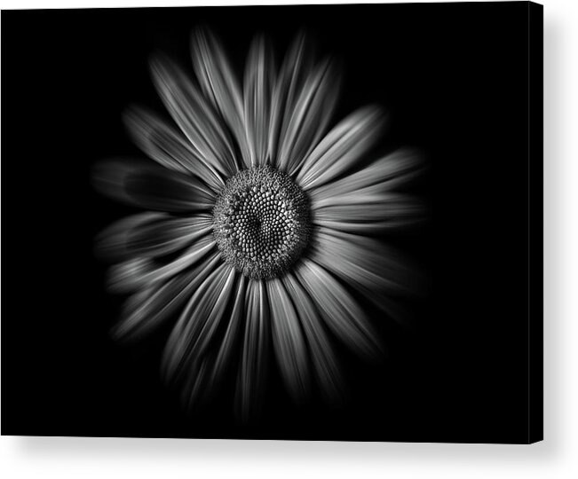Abstract Acrylic Print featuring the photograph Backyard Flowers In Black And White 52 Flow Version by Brian Carson