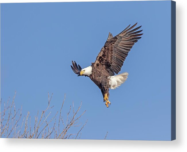 American Bald Eagle Acrylic Print featuring the photograph Bald Eagle 2019-16 by Thomas Young