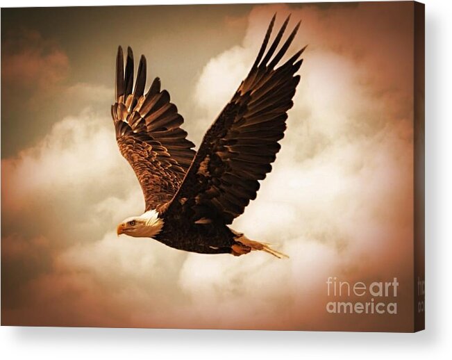  Bald Eagle Acrylic Print featuring the photograph Bald Eagle flying in Wisconsin. by Charlene Adler