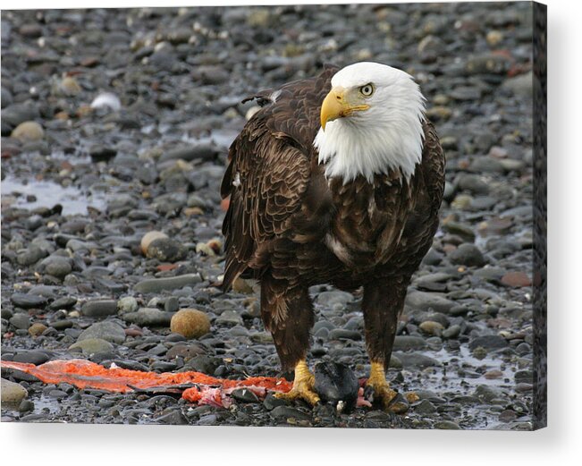 Bald Eagle Salmon Scraps Shore Beach Alaska Pebbles Rocks Rocky Kachemak Bay Homer Acrylic Print featuring the photograph Bald Eagle Guards Scraps by Ed Stokes