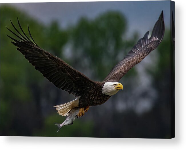Animal Acrylic Print featuring the photograph Bald Eagle with fish by Brian Shoemaker