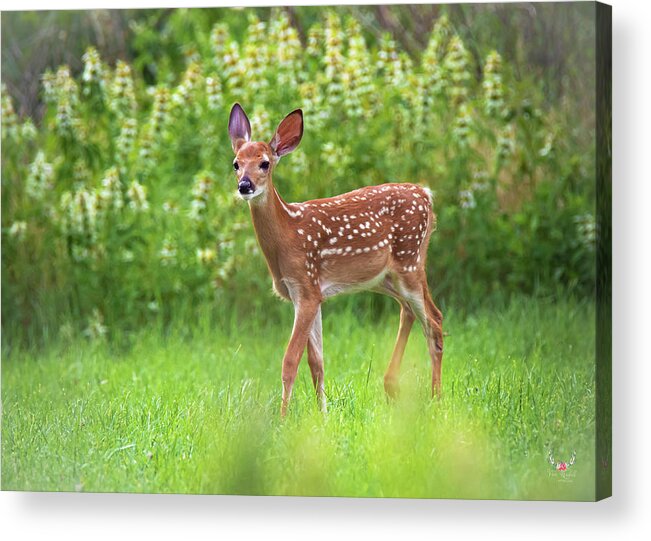 Deer Acrylic Print featuring the photograph Bambi by Pam Rendall