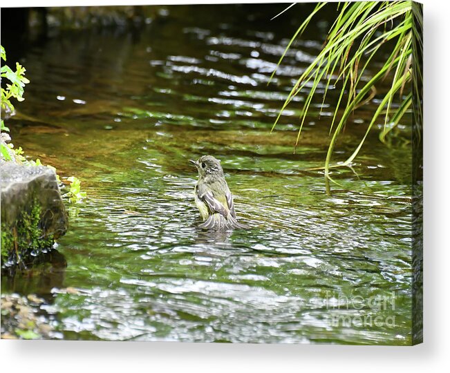 Ruby-crowned Kinglet Acrylic Print featuring the photograph Bathing Beauty - Ruby-crowned Kinglet by Kerri Farley