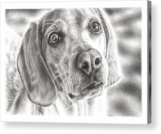 Beagle Acrylic Print featuring the drawing Beagle by Casey 'Remrov' Vormer