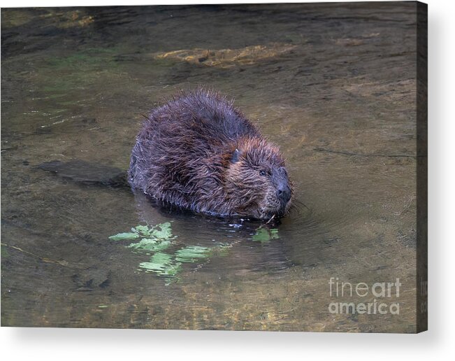 Mammals Acrylic Print featuring the photograph Beaver 2 by Chris Scroggins