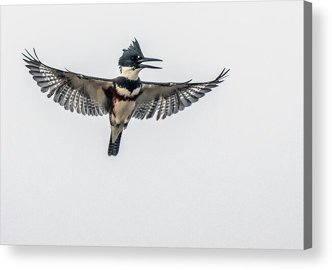 Belted Kingfisher Acrylic Print featuring the photograph Belted Kingfisher 7264-012321-2 by Tam Ryan