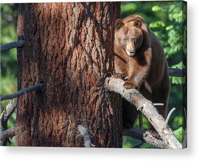 Bear Acrylic Print featuring the photograph Big and Heavy by Scott Warner