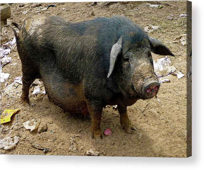 Animal Acrylic Print featuring the photograph Big fat pig by Jeremy Holton